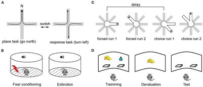 Long-term memory, synaptic plasticity and dopamine in rodent medial prefrontal cortex: Role in executive functions